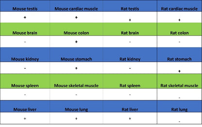 GATA4 Recombinant Rabbit mAb (S-1428-141)