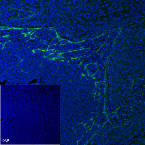 PD-L1 Recombinant Rabbit mAb (Alexa Fluor® 488 Conjugate) (S-119-16)