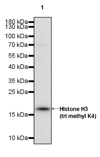 Histone H3 (tri methyl K4) Recombinant Rabbit mAb (S-1602-21)