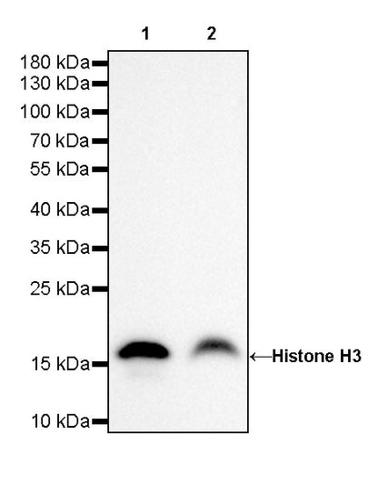 Histone H3 Recombinant Rabbit mAb (SDT-266-44)