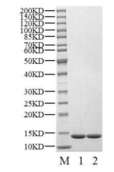 MDM2 Protein