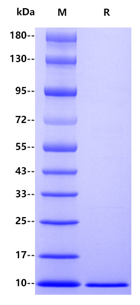 IL-8 His Tag Protein, Human
