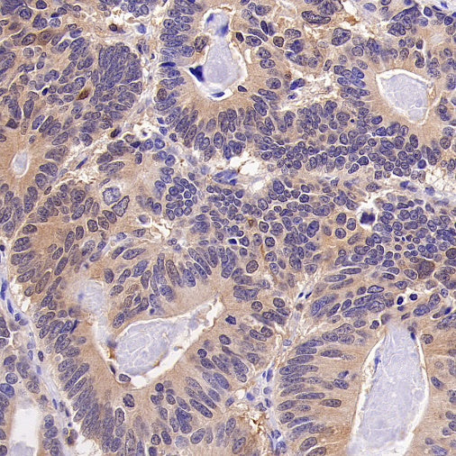 Hint1 Recombinant Rabbit mAb (S-2693-67)