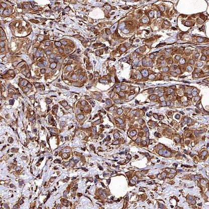 α/β-Tubulin Antibody Rabbit Polyclonal Antibody