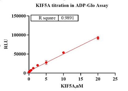 KIF5A Protein