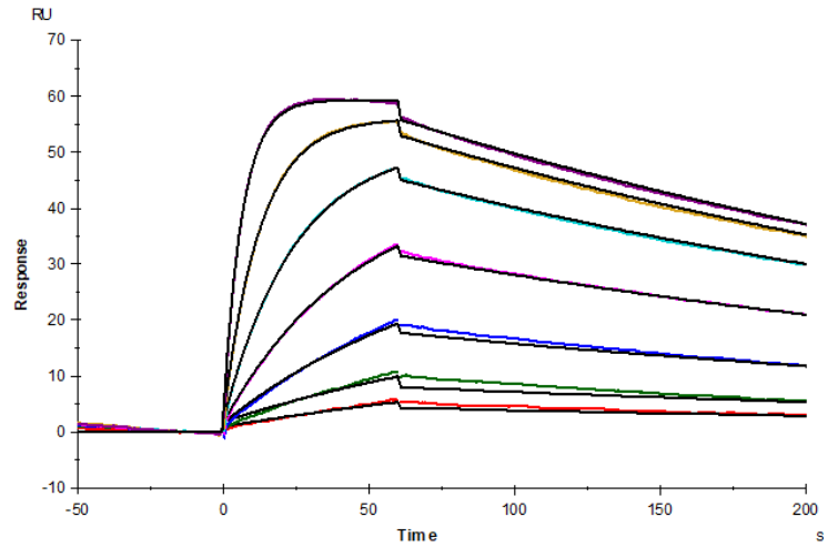 IL-18 Protein, Human