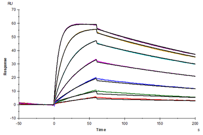 IL-18 Protein, Human