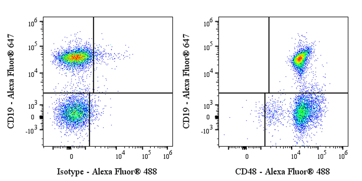 Alexa Fluor® 488 Armenian hamster Anti-Mouse CD48 Antibody (HM48-1)