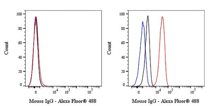 Rabbit Anti-Anti-Human/Mouse/Rat IgG (heavy chain specific)
