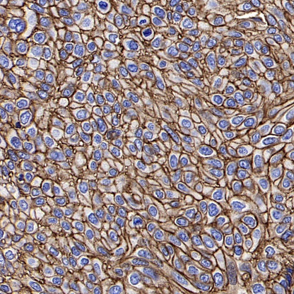 CD98/SLC3A2 Rabbit Polyclonal Antibody