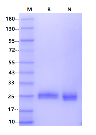 Biotinylated IL-1 alpha/IL-1F1 His&Avi Tag Protein, Mouse