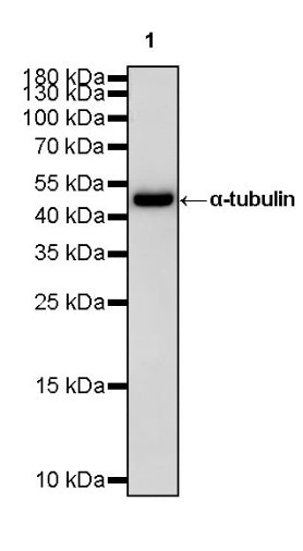 α-tubulin Mouse mAb (S-364-23)