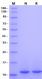 MIF Protein, Human