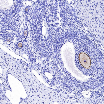 ZP3 Recombinant Rabbit mAb ,PBS Only(SDT-2201-35)