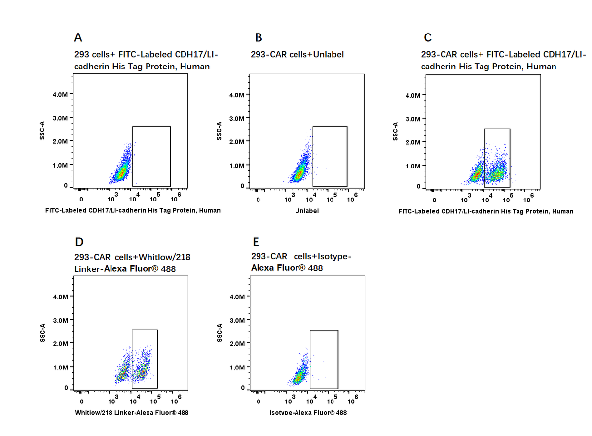 FITC-Labeled CDH17/LI-cadherin His Tag Protein, Human