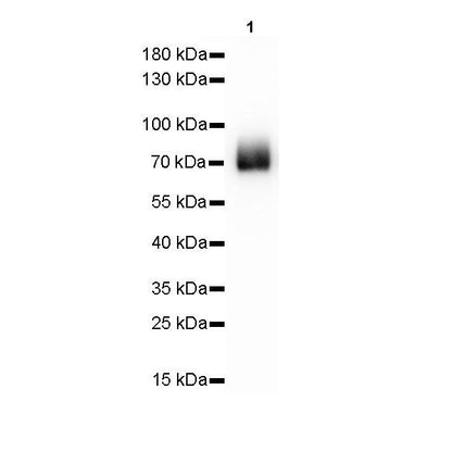 Product image media