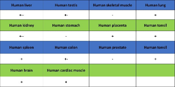 LPCAT1 Recombinant Rabbit mAb (S-6053)