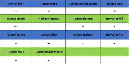LPCAT1 Recombinant Rabbit mAb (S-6053)