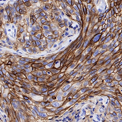 CD98/SLC3A2 Rabbit Polyclonal Antibody