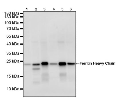 Ferritin Heavy Chain Recombinant Rabbit mAb (S-5419)