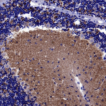 SYT2 Rabbit Polyclonal Antibody