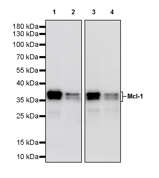 Mcl-1 Recombinant Rabbit mAb (S-3887-64)