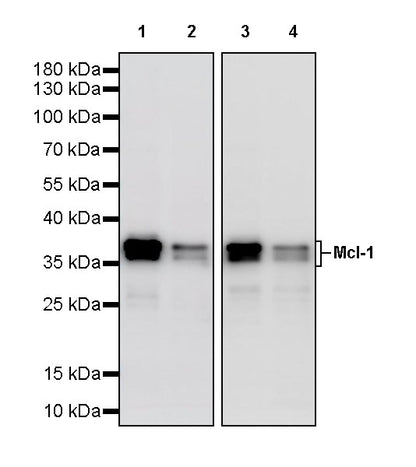 Mcl-1 Recombinant Rabbit mAb (S-3887-64)