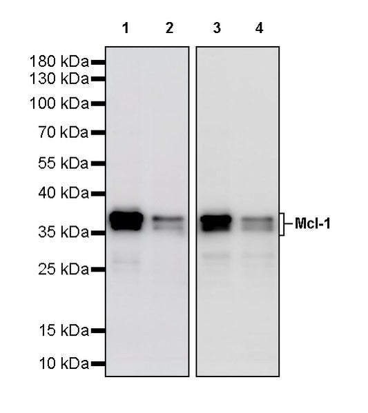 Mcl-1 Recombinant Rabbit mAb (S-3887-64)
