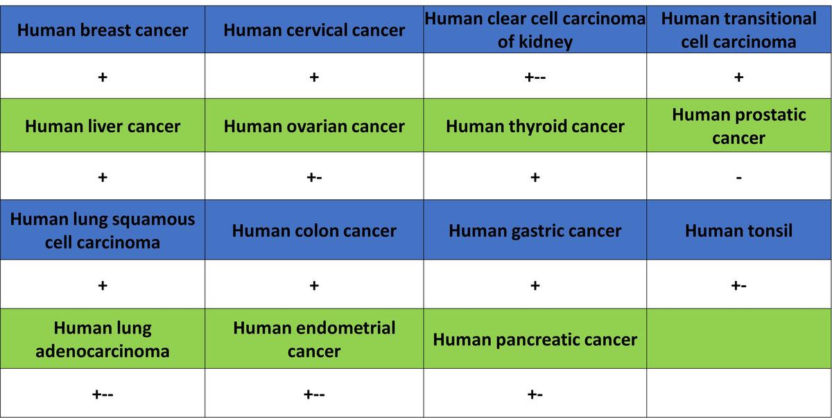 SCD Recombinant Rabbit mAb (S-4467-1)