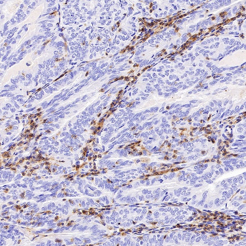 CD352/SLAM6 Recombinant Rabbit mAb (SDT-2472-77)