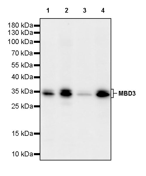 MBD3 Recombinant Rabbit mAb (S-4367)