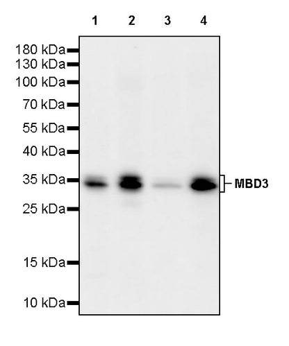 MBD3 Recombinant Rabbit mAb (S-4367)