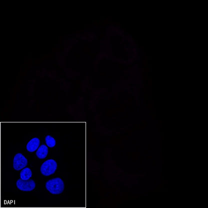 CD45 Recombinant Rabbit mAb (Alexa Fluor® 647 Conjugate) (S-R035)