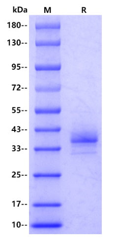 IGF-2 His Tag Protein, Human
