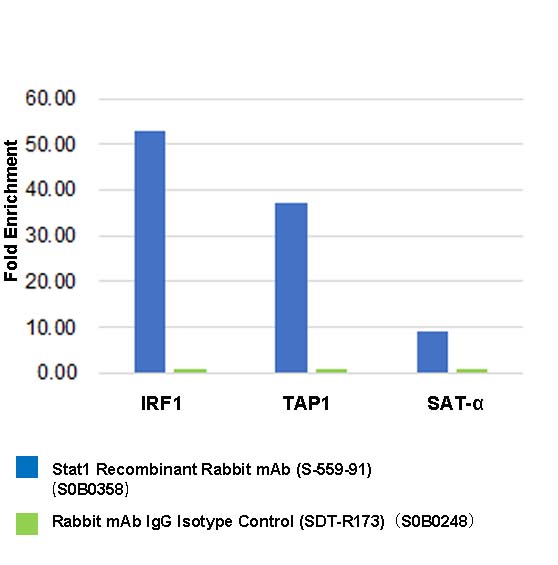 Stat1 Recombinant Rabbit mAb (S-559-91)