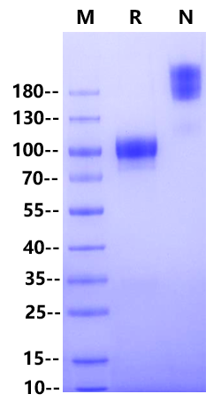 TPBG/5T4 Fc Chimera Protein, Human