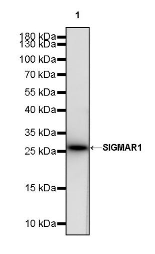 SIGMAR1 Recombinant Rabbit mAb (S-2079-270)