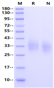 TNFR-1/CD120a Protein, Human