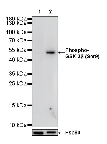 Phospho-GSK-3β (Ser9) Recombinant Rabbit mAb (S-748-20)