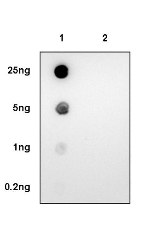 Phospho-PKCδ (Thr505) Recombinant Rabbit mAb (S-1668-89)