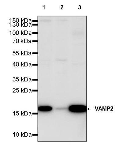 VAMP2 Recombinant Rabbit mAb (S-2359-2)