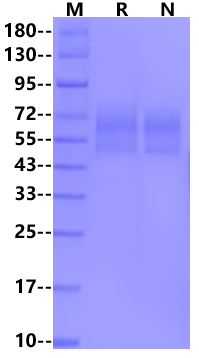 TPBG/5T4 His Tag Protein, Human