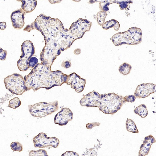 SLC30A1/ZnT1 Rabbit Polyclonal Antibody