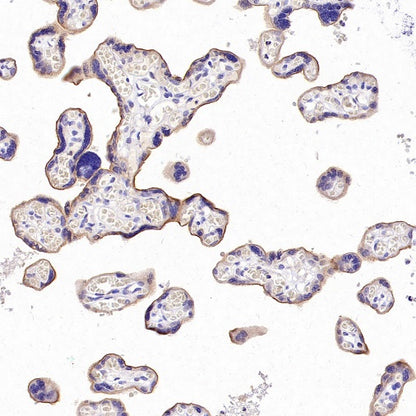 SLC30A1/ZnT1 Rabbit Polyclonal Antibody