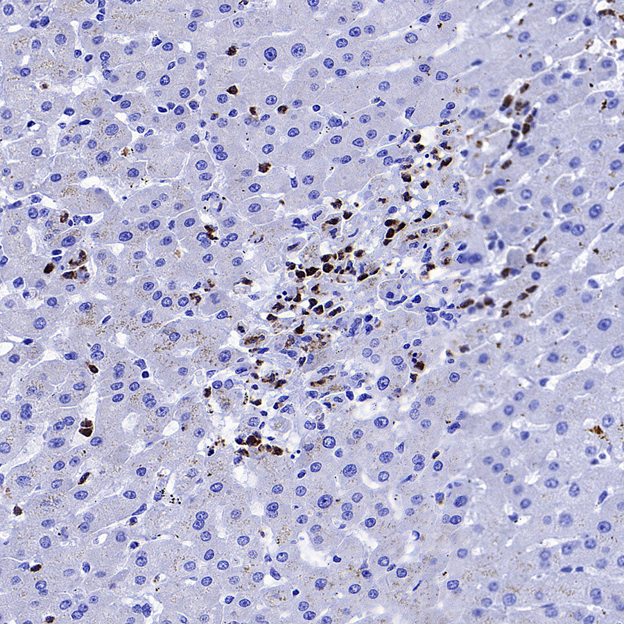 CD137 Recombinant Rabbit mAb (S-1726-175)