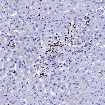 CD137 Recombinant Rabbit mAb (S-1726-175)