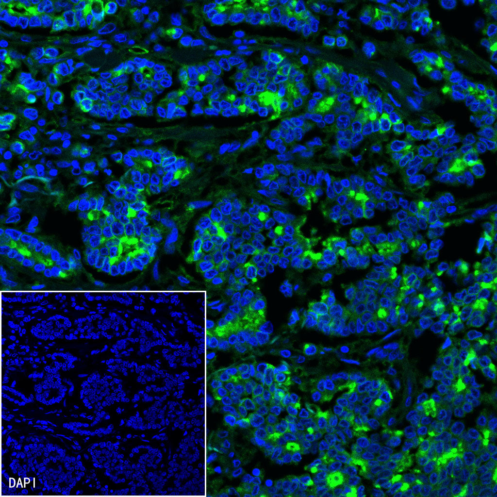 B7-H4 Recombinant Rabbit mAb,PBS Only (SDT-314-447)