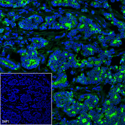B7-H4 Recombinant Rabbit mAb,PBS Only (SDT-314-447)