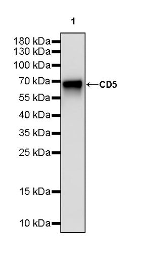 CD5 Recombinant Rabbit mAb (SDT-2857-16)