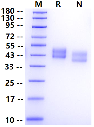 Biotinylated PD-L1/B7-H1 His&Avi Tag Protein, Mouse